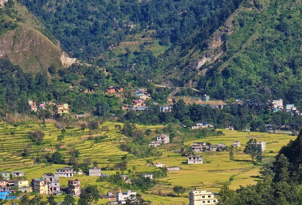 बैतडीका किसानहरुलाई धान भित्र्याउने चटारो, पुराना जातका धान लोप हुँदै 